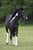 Pferdeinserat