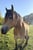 Annuncio cavallo