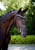 Annuncio cavallo