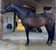 Annuncio cavallo