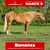 Horse ad