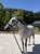 Annonce cheval