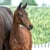 Horse ad