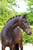 Annuncio cavallo
