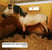 Horse ad