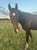 Horse ad