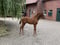 Paardadvertentie