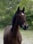 Pferdeinserat