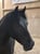 Horse ad