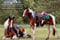 Anuncio de caballos