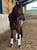 Annuncio cavallo