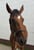 Horse ad