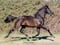 Horse ad