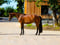 Annuncio cavallo