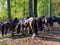 Annonce cheval