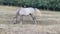 Horse ad