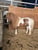 Pferdeinserat