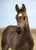 Annuncio cavallo
