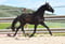 Horse ad
