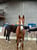 Annonce cheval
