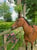 Horse ad