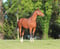 Horse ad