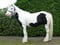 Horse ad