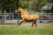 Horse ad