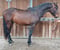 Horse ad