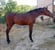 Horse ad