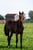 Paardadvertentie
