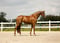 Horse ad