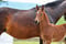 Annuncio cavallo