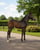 Annuncio cavallo