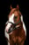 Horse ad
