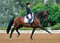 Horse ad