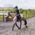 Annuncio cavallo