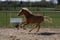 Annuncio cavallo