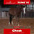 Annuncio cavallo
