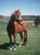 Horse ad
