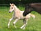 Annuncio cavallo