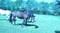 Horse ad
