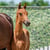 Horse ad