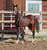 Annonce cheval