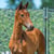 Annuncio cavallo