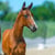 Annuncio cavallo