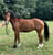 Horse ad