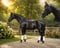Annuncio cavallo
