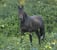 Annonce cheval