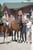 Annuncio cavallo